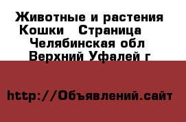 Животные и растения Кошки - Страница 4 . Челябинская обл.,Верхний Уфалей г.